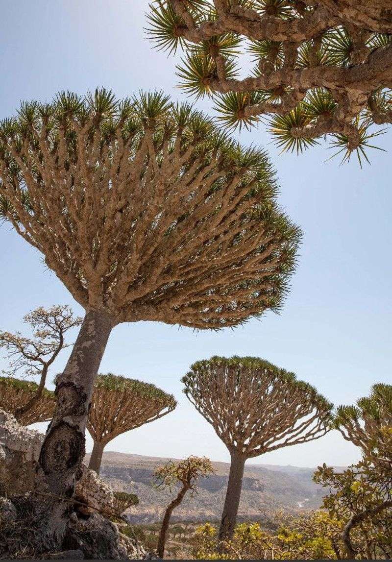Socotra Island, Yemen