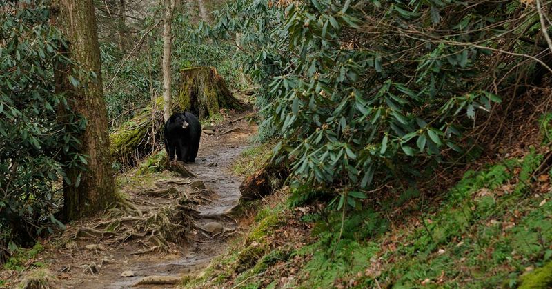 Great Smoky Mountains Wildlife Safari