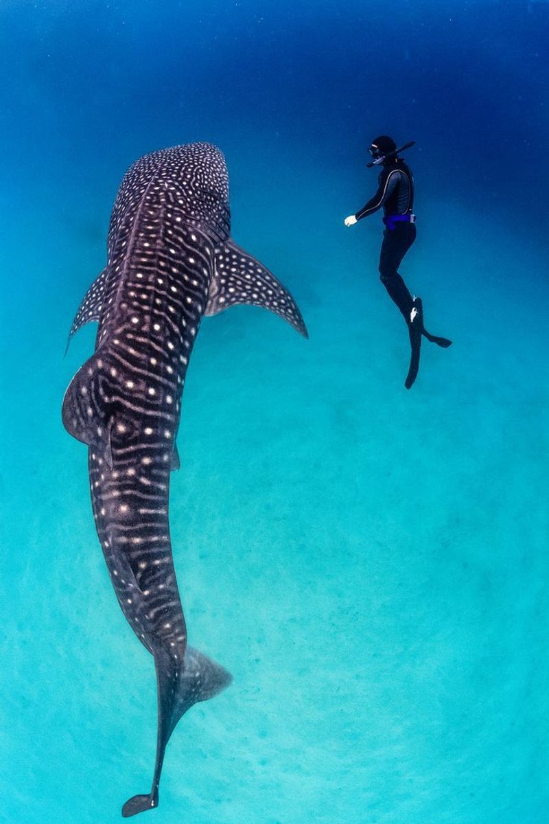 Diving with Whale Sharks