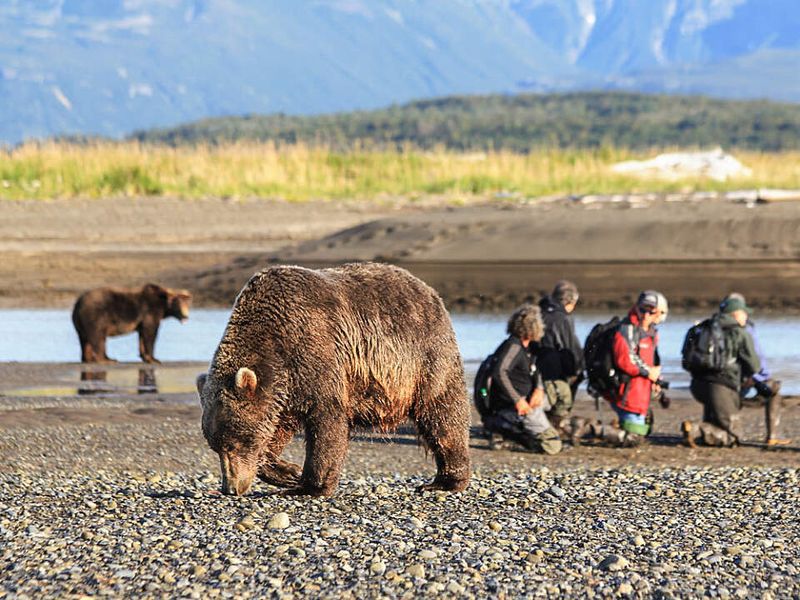 Alaska Bear Viewing Safari