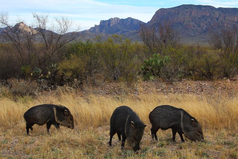 Big Bend Desert Safari