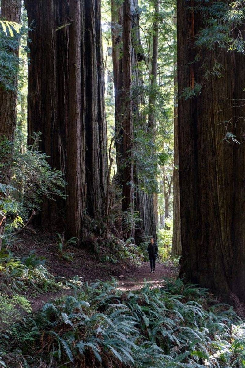 Redwood National Park Forest Safari