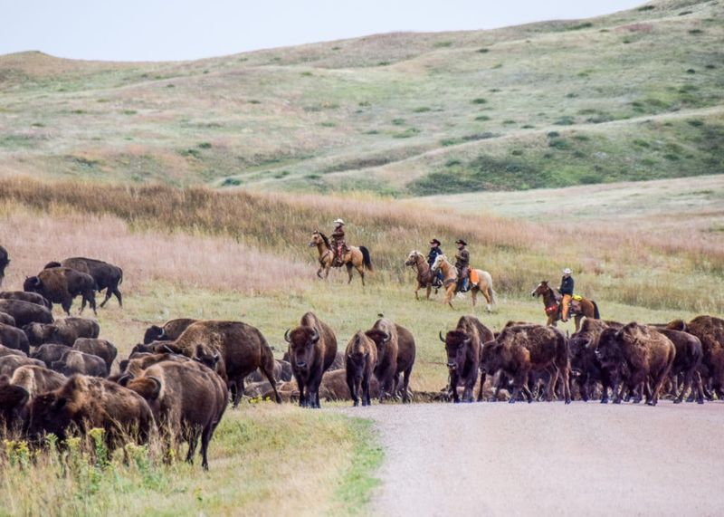 Black Hills Bison Safari
