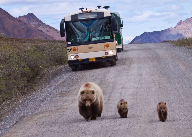 Denali Wildlife Tour