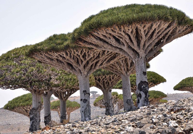 Socotra, Yemen