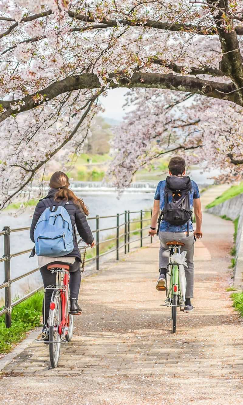 Cherry Blossoms in Kyoto, Japan