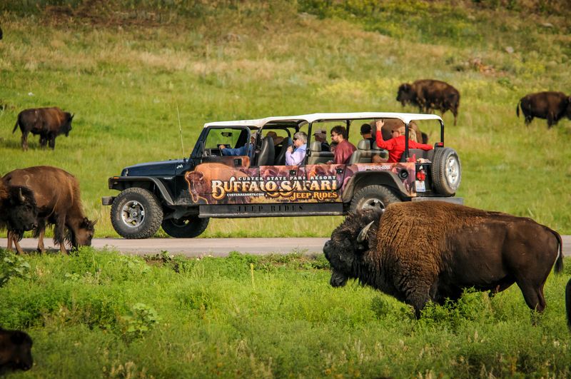 Custer State Park Jeep Safari