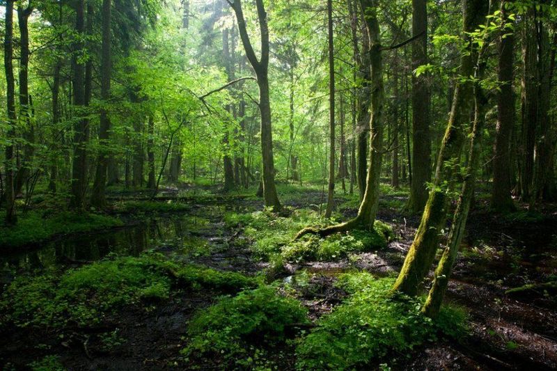 Białowieża Forest, Poland/Belarus