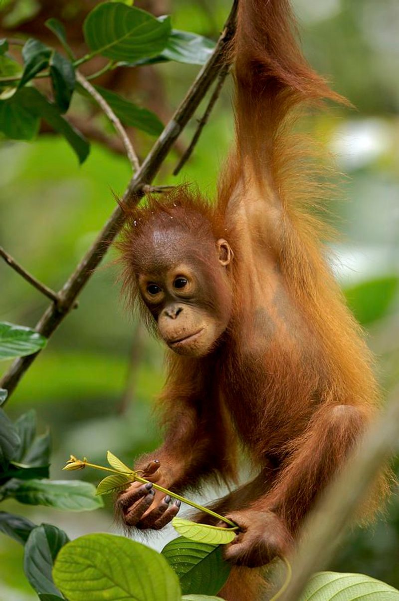 Borneo Orangutan Encounter