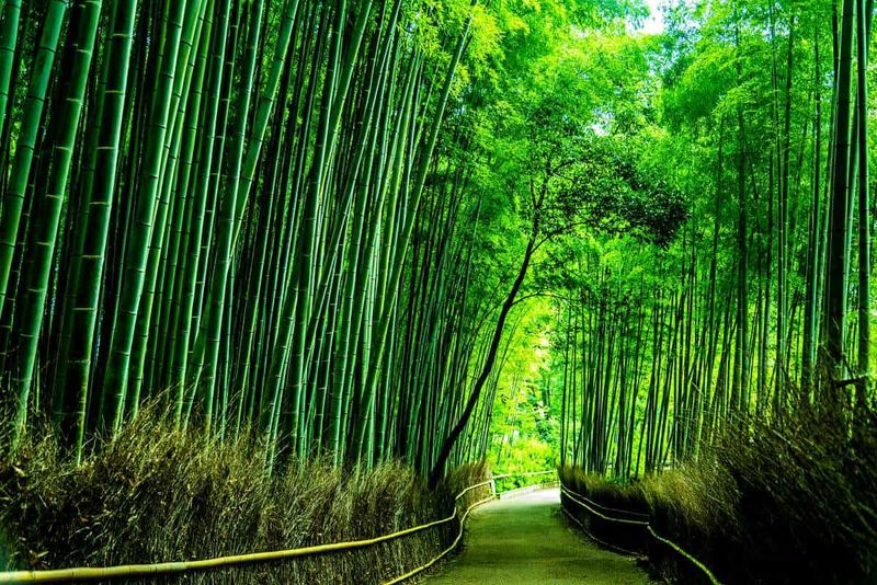 Kyoto's Arashiyama Bamboo Grove