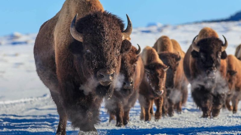 Yellowstone Wildlife Safari