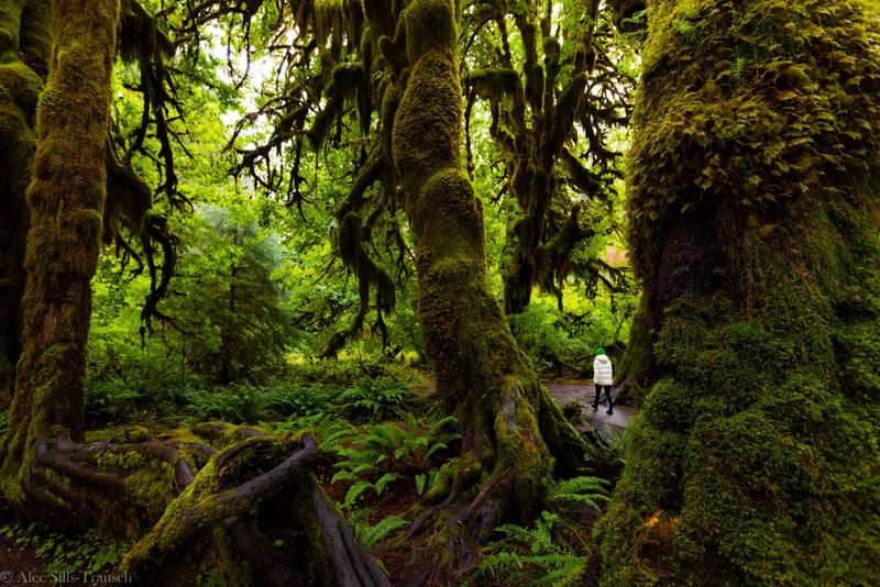 The Enchanted Forests of Hoh Rainforest