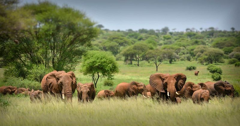 African Safari Expedition