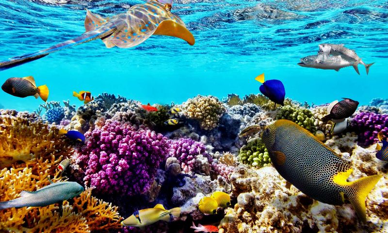Great Barrier Reef