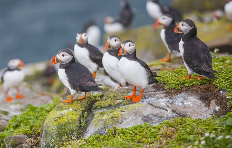 Farne Islands