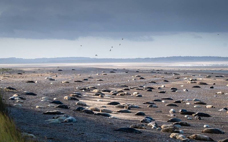 Blakeney Point