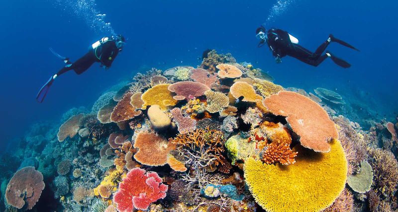 Diving in the Great Barrier Reef