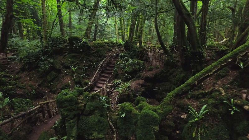 Puzzlewood