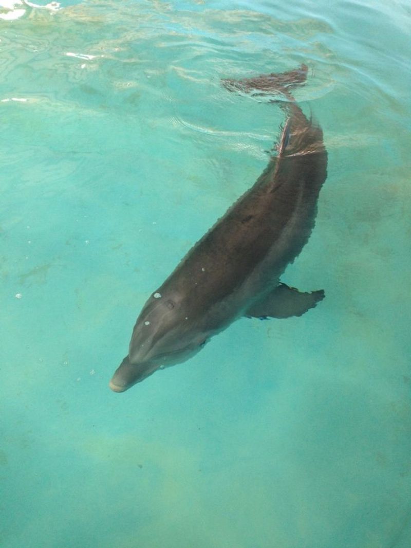 Gulf World Marine Park