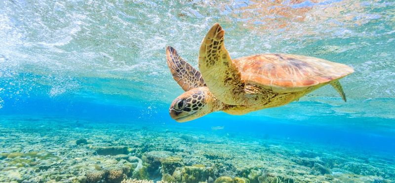 The Great Barrier Reef