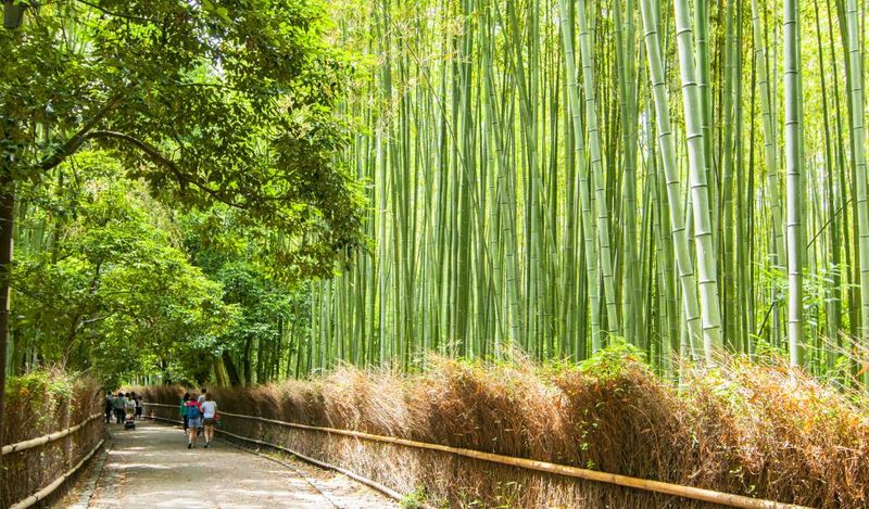 Kyoto's Arashiyama Bamboo Grove, Japan