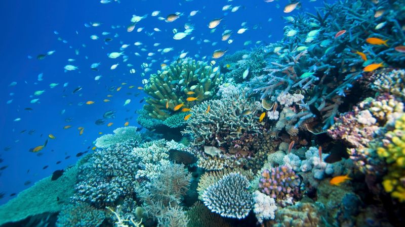 Great Barrier Reef, Australia