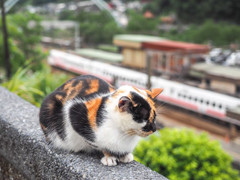 Houtong Cat Village, Taiwan