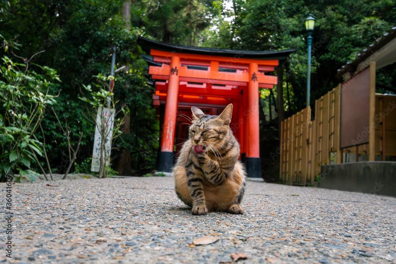 Fushimi Inari-taisha, Japan