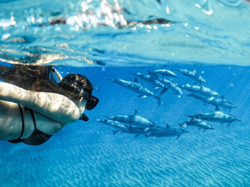 Snorkel with Dolphins in Hawaii, USA