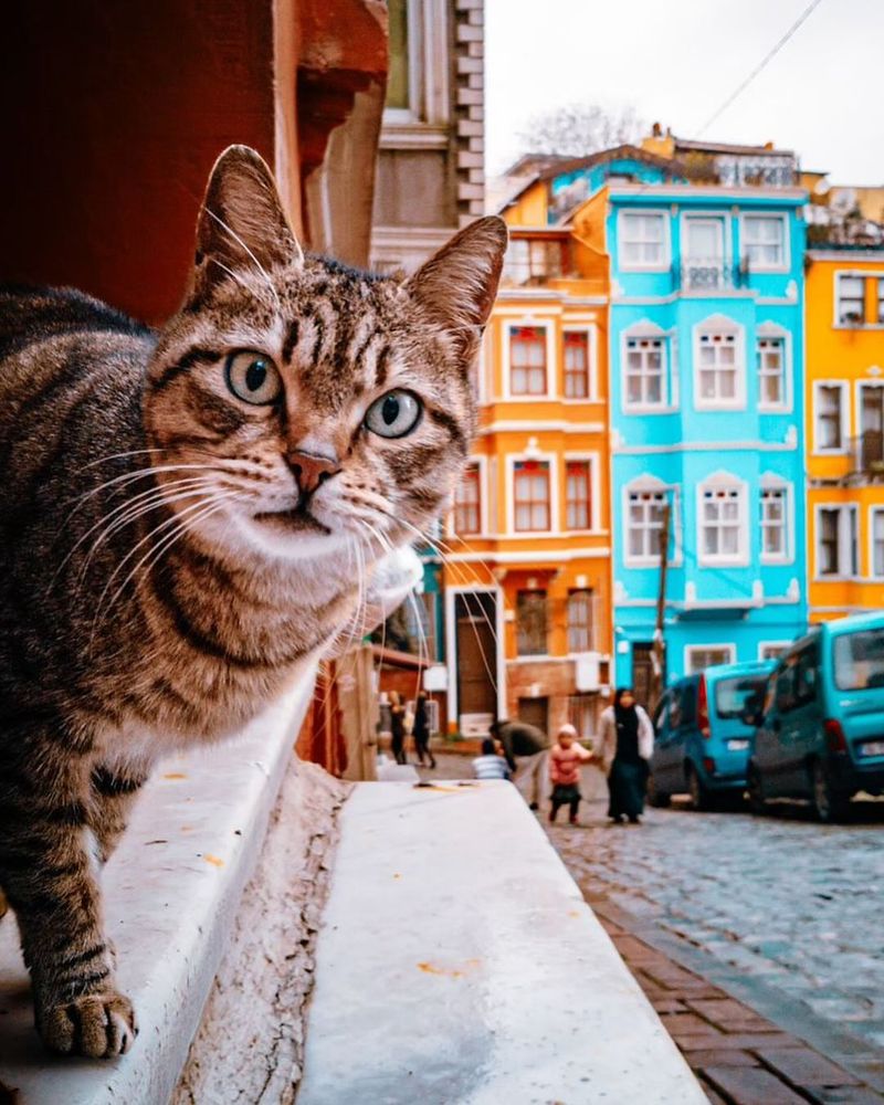 Istanbul's Cat Street, Turkey