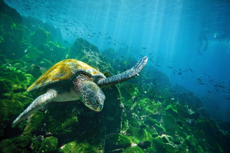 Galápagos Islands, Ecuador