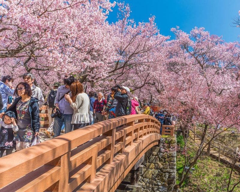 Experience the Cherry Blossom Festival in Japan