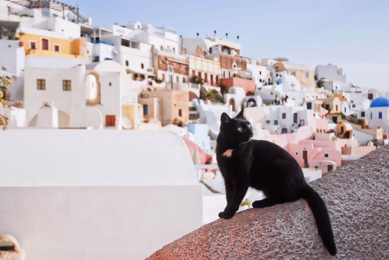 Santorini's Cat Sanctuary, Greece