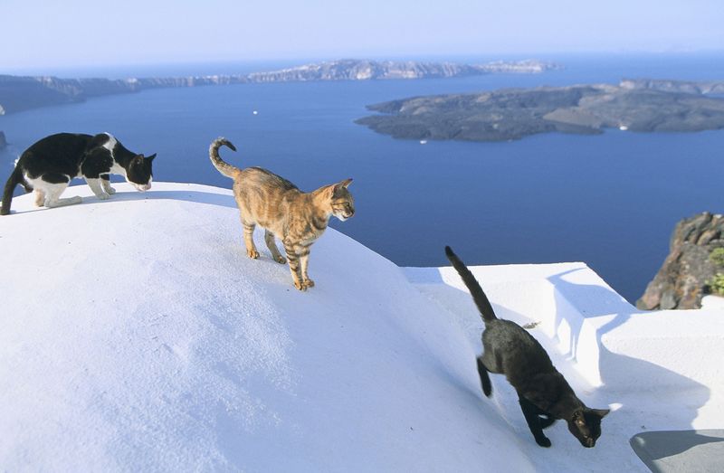 Syros Island's Cat Kingdom, Greece