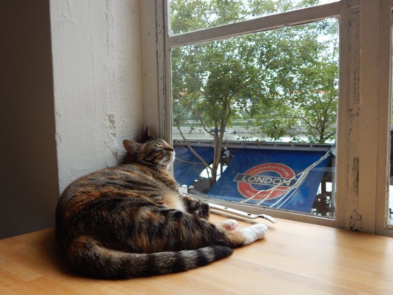 Cat Café Neko no Niwa, Singapore