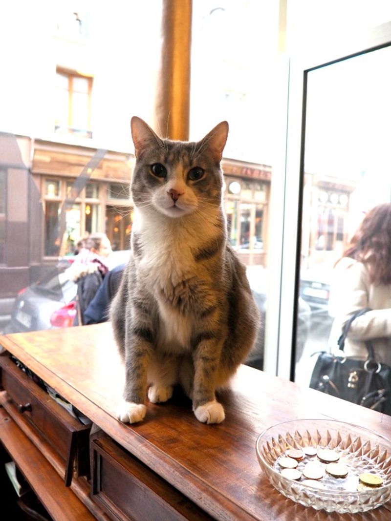 Café des Chats, France