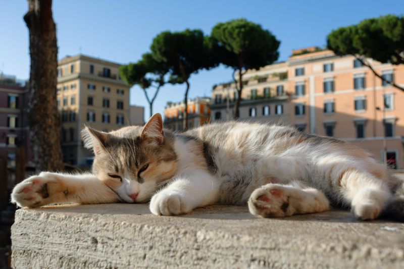 Rome's Largo di Torre Argentina, Italy