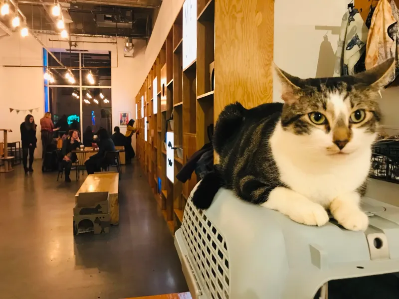 Calico Cat Café, Canada