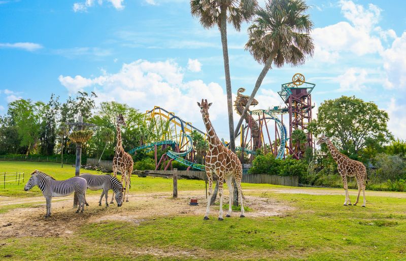 Tampa's Busch Gardens