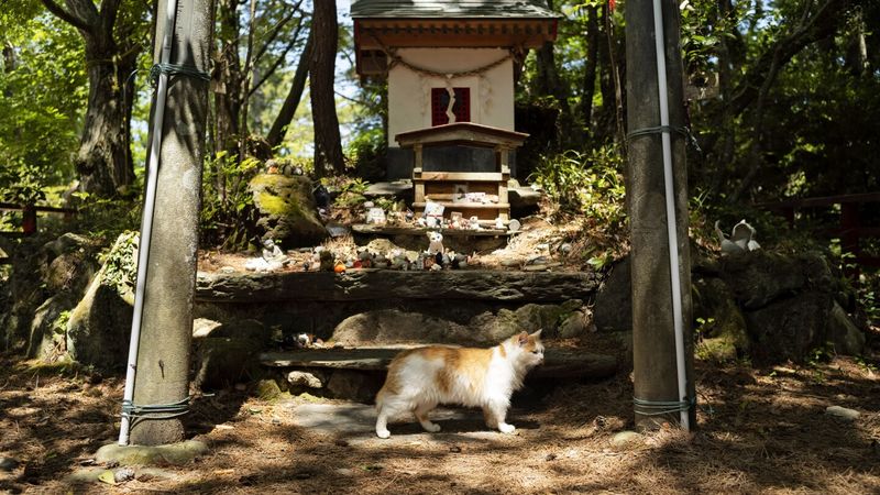 Cat Island, Japan
